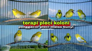 Terapi Pleci Koloni || Suara Pleci Ribut Bersahutan || Bikin Pleci Bustomi Gacor