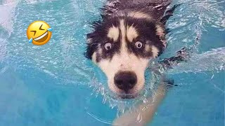 Normal dogs vs Huskies🤣 FUNNIEST Huskies | 10 Minutes Best Videos | Part 2
