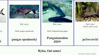 Ryba, Řád Sumci Pancéřníček Fish Panda Gigas Sumec Keříčkovec Peřovec Skvrnitý Sumeček Pangas Žabí