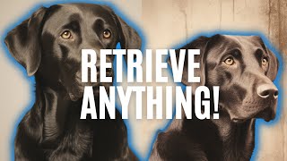 Labrador Retriever Dogs 101