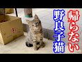 可愛い野良子猫が食後に帰らないで何か話してる