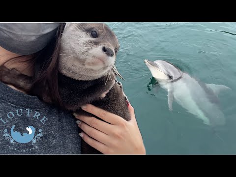 Can Otters Be Friends With Dolphins?
