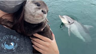 Могут ли выдры дружить с дельфинами?