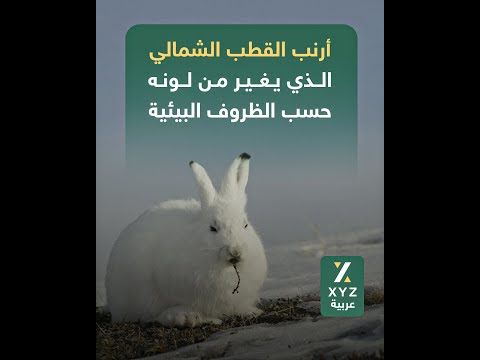 أرنب القطب الشمالي الذي يغير من لونه حسب الظروف البيئية 