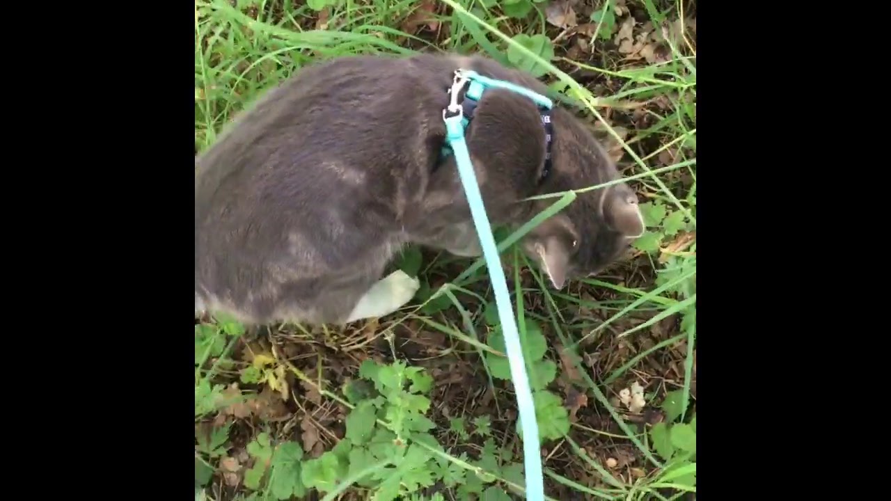 Пепси супергерой!!! 2.0