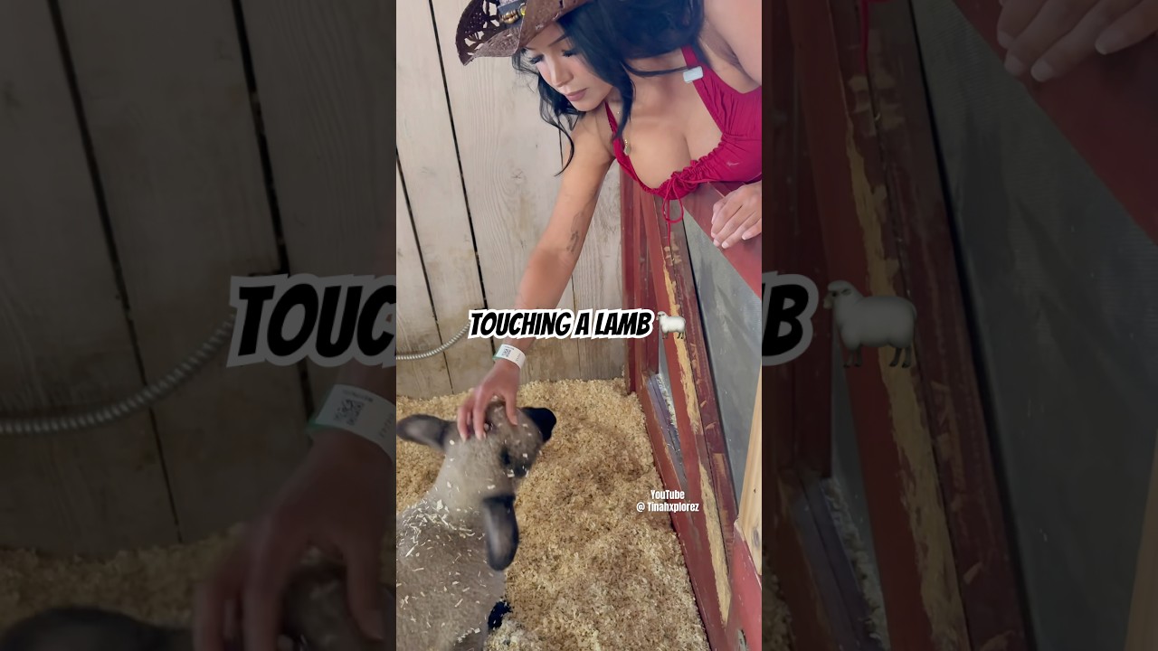 Omg the lamb was adorable ! #viralshort #foryou #barn #animals