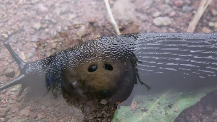 WHY do snails have shells but slugs don't?