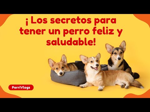 วีดีโอ: Su Perro y los Peligros del Verano