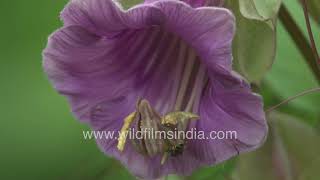 Pink Dahlia And Cup And Saucer Plant In Full Bloom Cobaea Scandens At Wilderness Orchard Botanical