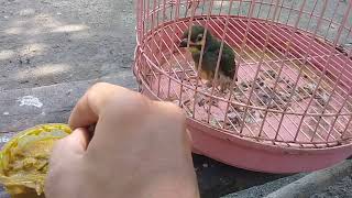 Download Lagu Memberi makan anak burung takur ungkut MP3