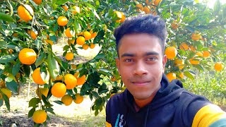 বাড়ি-১ পয়সা হলুদ মাল্টা বাগানে ফলন দেখে অবাক | মাল্টা চাষ পদ্ধতি |