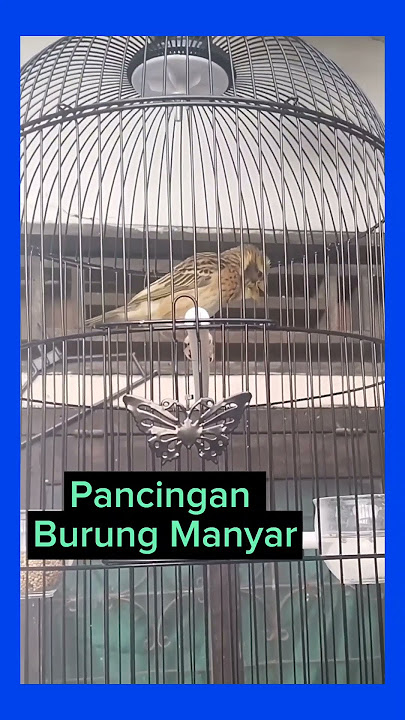 Pancingan/Masteran Gacorr Untuk Burung Manyar Kepala Emas.!!!