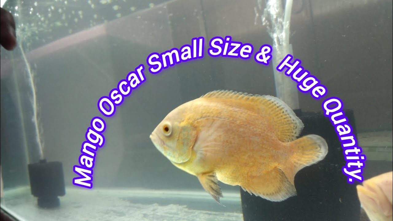 Mango Oscar Small Size Huge Quantity In A Aquarium artificial mango-oscar-small-size-huge-quantity-in-a-aquarium-artificial