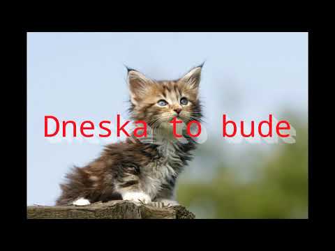 Video: 5 Tipů Pro štíhlejší A Zdravější Kočku