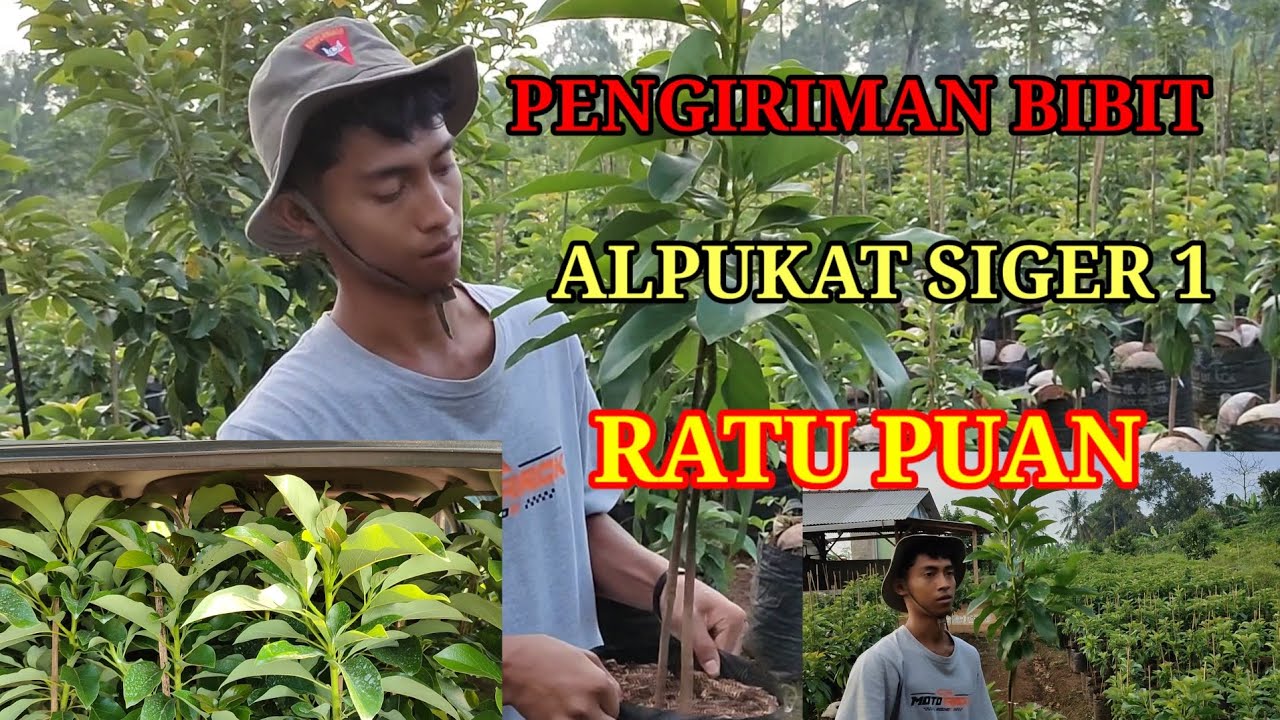 PENGIRIMAN BIBIT ALPUKAT SIGER 1 RATU PUAN