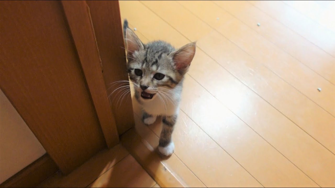 生後59日】部屋を開けると寝ぼけながら出迎えに来てくれる子猫 - YouTube