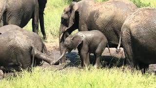 Baby elephant mud bath in wild Africa