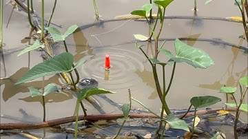 Tập 507 - Câu Cá Rô Đồng Ven Kênh Ruộng Lúa Cá Rô, Rô Phi Ăn Thấy Ham