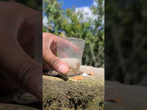Video: Información sobre la podredumbre de la cáscara: qué hacer para los cultivos de nueces con podredumbre de la cáscara