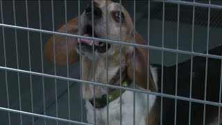 Free spay, neuter services now available for Richmond pets