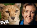 Mystery Cheetah Illness Baffles Zookeepers | The Secret Life of the Zoo | Nature Bites