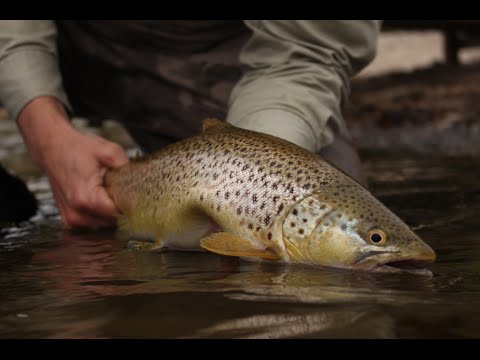 Sea Trout Fyn: