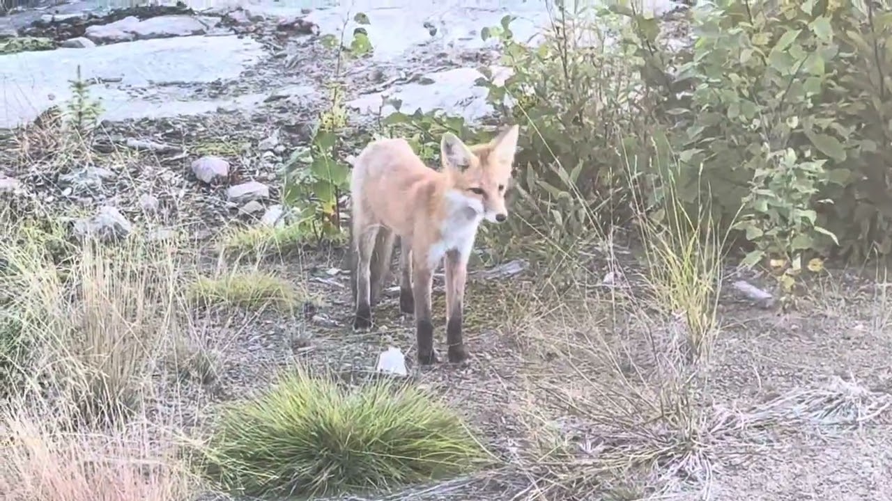 Lazy fox stops hunting to beg for food and sniffs my foot 