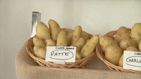 Quelles sont les pommes de terre à chair ferme ?