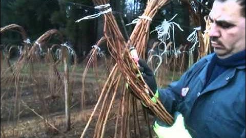 Raspberry Pruning Demonstration #1 - Pruning Sickle