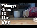 Zhivago the albino racoon goes to the vet!