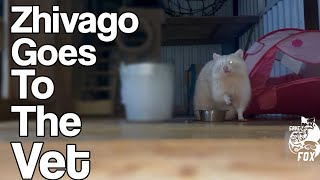 Zhivago The Albino Raccoon Goes To The Vet!