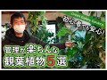 【超絶楽ちん!】園芸店長が絶対オススメする観葉植物を厳選しました!【インテリア】