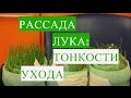 Лук из Семян. Тонкости Дальнейшего Ухода.  (15.03.17 г. )