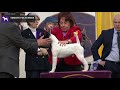Fox Terriers (Smooth) | Breed Judging 2020 の動画、YouTube動画。