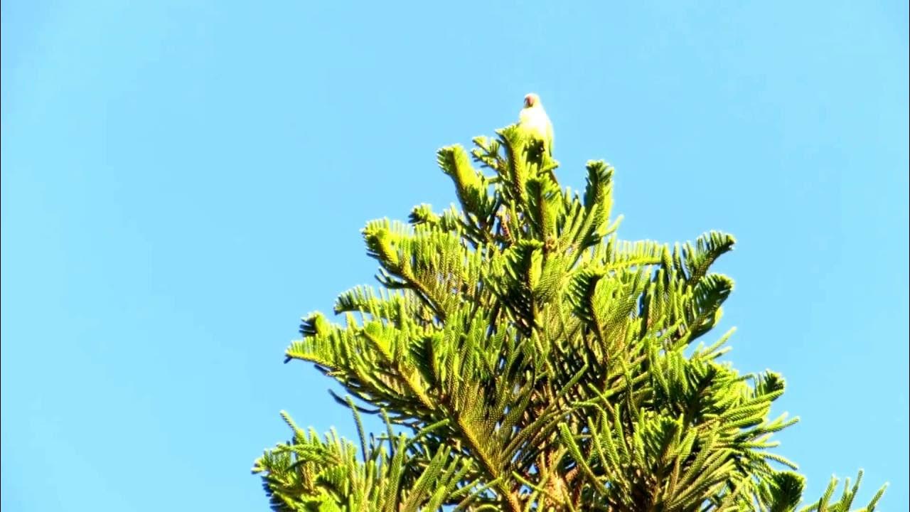 Попугаи в израиле Попугаи в израиле