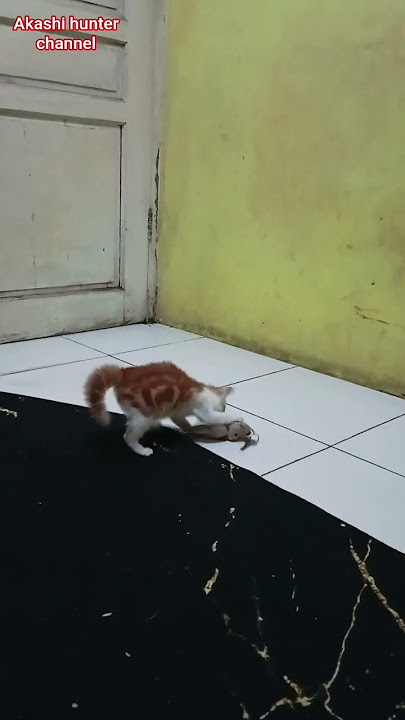 Toby si kucing random