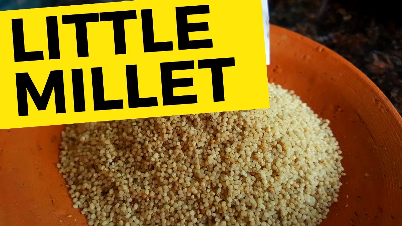 Little Millet कुटकी मिलेट Little Millet in Hindi Siridhanya Millet