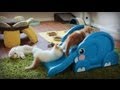 This is What Happens When 3 Fluffy Kittens Discover A Slide For The First Time