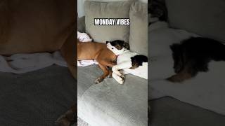 Monday Vibes Be Like… #shorts #boxerdog #funnydog