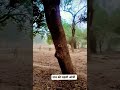 Andhi tufan #india #dance #art #trending #trendingshorts #trend #travel #trendingvideo #story