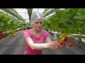 Tiptree New Growing System (NGS) Innovative Strawberry Growing Technology