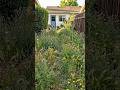 Overgrown Yard to Climbing Rose Garden With Stone Path 🌹