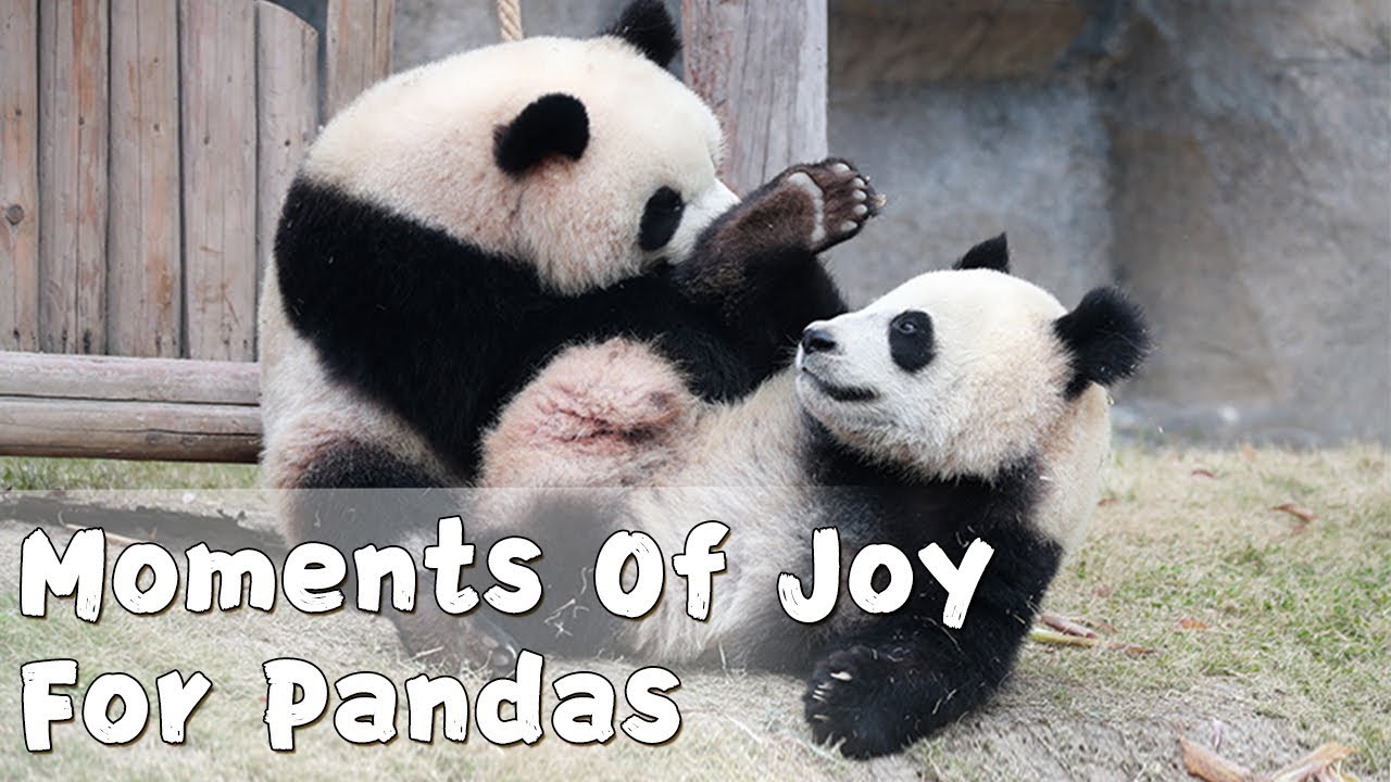 【panda Billboard】episode 124 Moments Of Joy For Pandas Ipanda Youtube