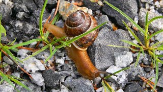 This Is a Snail’s World – part 1