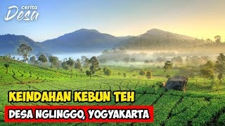 KEINDAHAN KEBUN TEH NGLINGGO, SAMIGALUH, YOGYAKARTA - Petualangan Alam Desaku - Cerita Desa