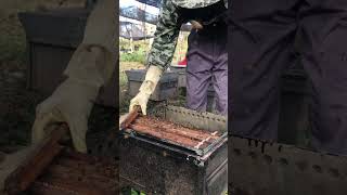 Fresh Honey Collecting 🍯 | Raw Honeycomb Cutting from Hive #Shorts