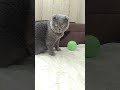 Шотландская вислоухая кошка Риана 29 07 2025 Шотландская вислоухая кошка Риана 29 07 2025