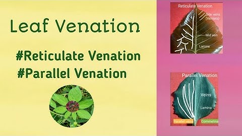 Leaf Venation #ReticulateVenation #Parallelvenation Difference #Plantmorphology #Botanythroughnature