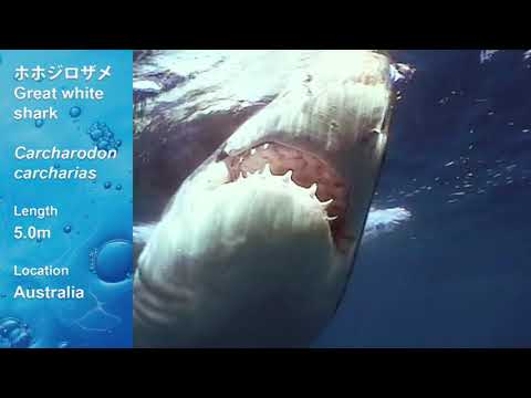 動画お魚図鑑】ホホジロザメ (Great White Shark) - YouTube