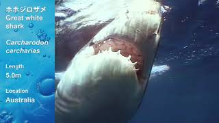 動画お魚図鑑】ホホジロザメ (Great White Shark) - YouTube